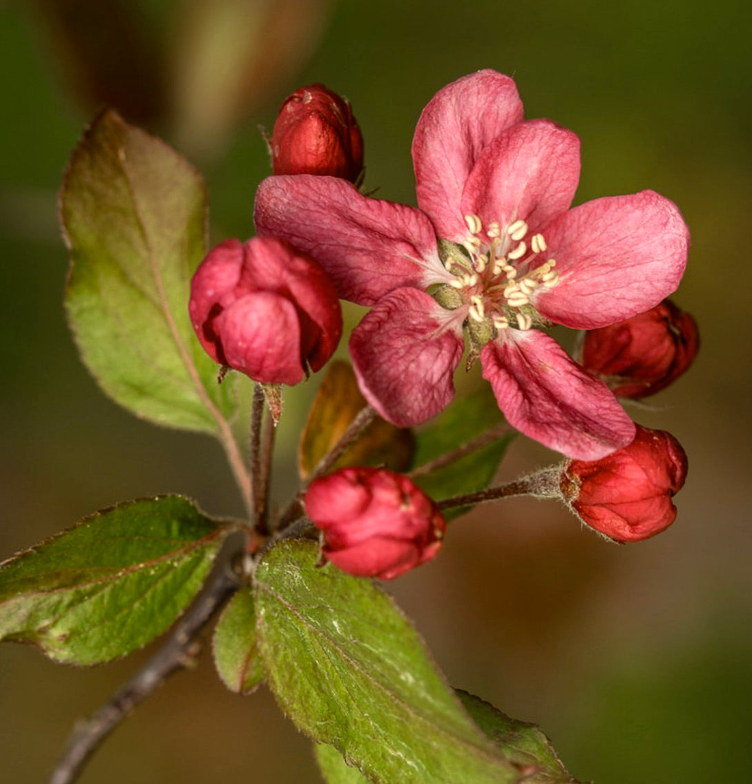 Malus purpurea cv "ELEYI"