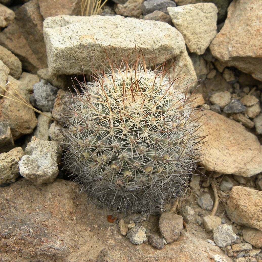 Mammillaria arida small round cactus with dense spines and reddish central needles growing among rocks