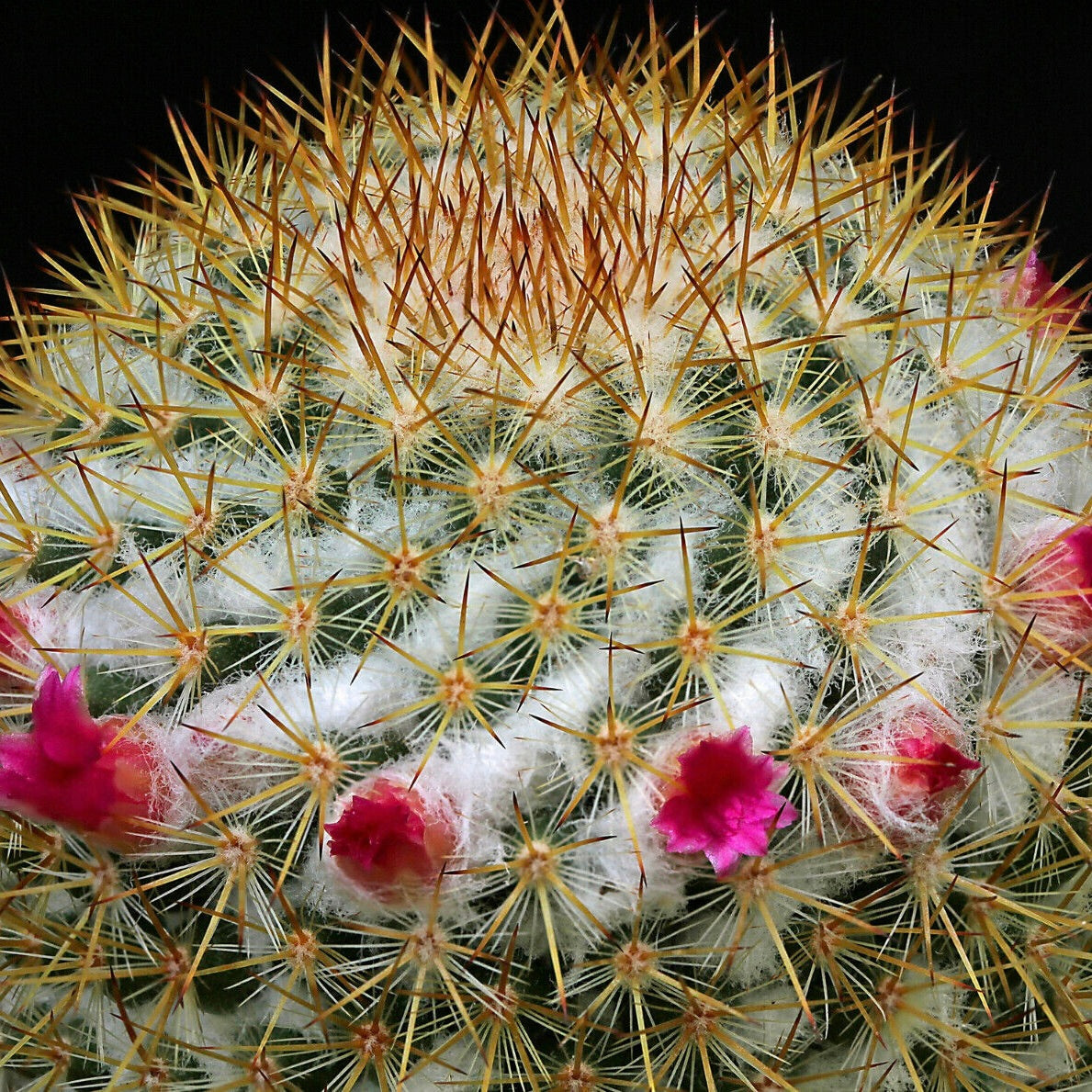 Mammillaria columbiana cactus with dense golden spines and small pink flowers blooming