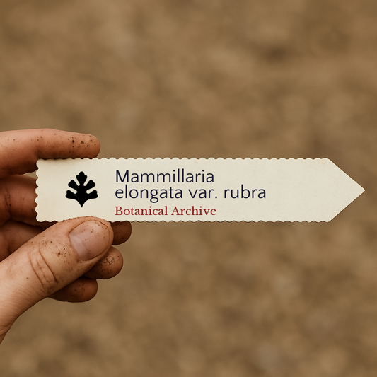 Etiqueta de planta impressa para Mammillaria elongata var. rubra com logótipo Botanical Archive