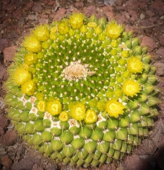 Mammillaria markisiana green cactus with radial yellow flowers and spines succulent