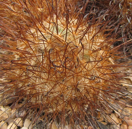 Mammillaria moelleriana cactus with dense brown hooked spines and creamy white base