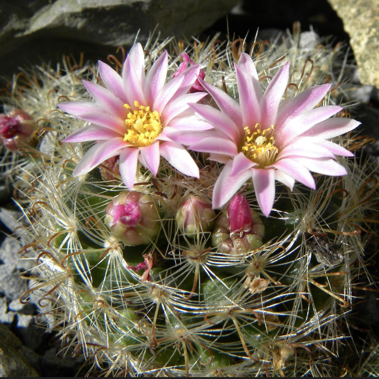 Mammillaria tepexicensis cactus with delicate pink flowers and fine spines in natural habitat