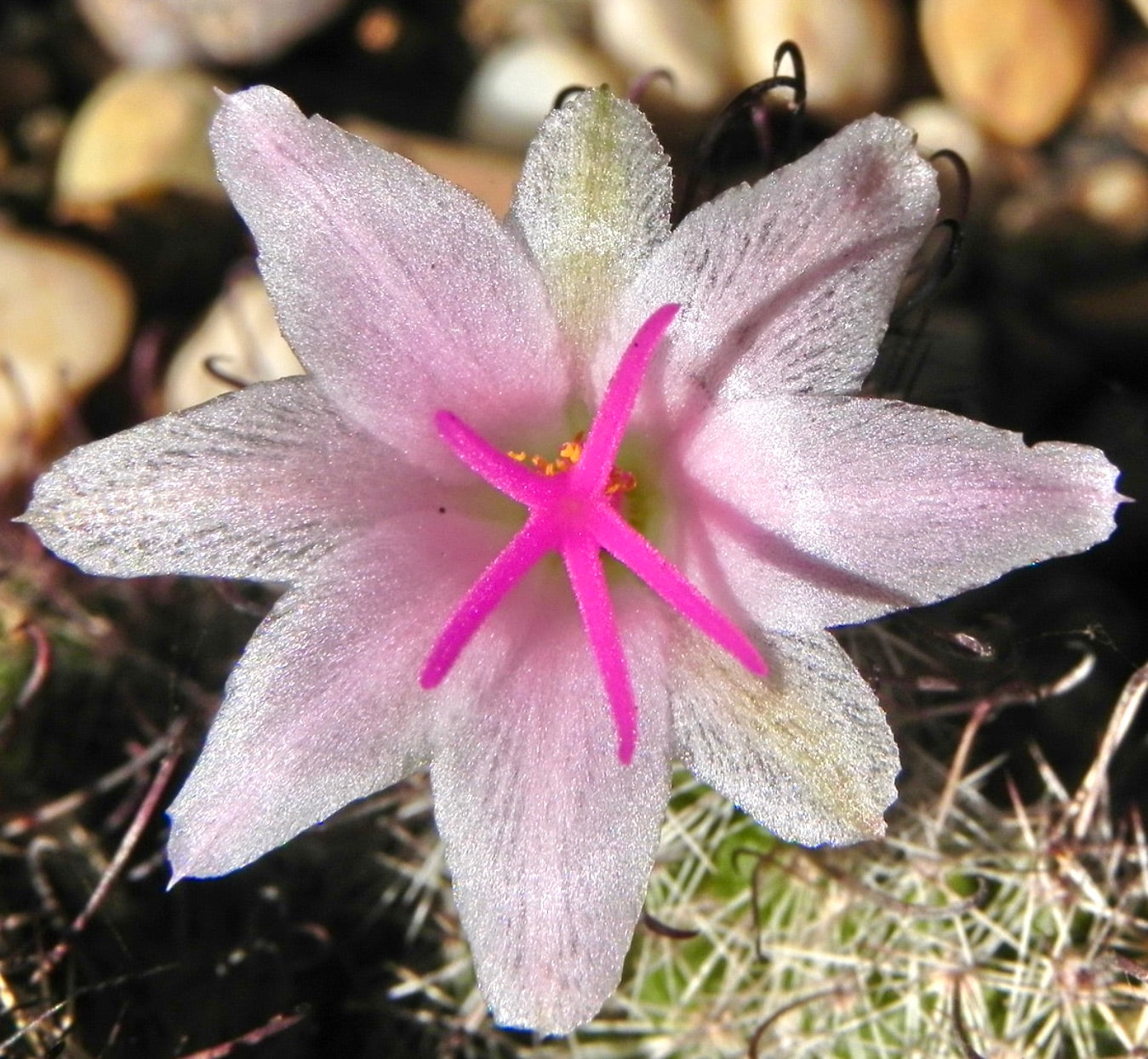 Mammillaria thornberi subsp. yaquensis cactus with delicate pink star-shaped flower and spines