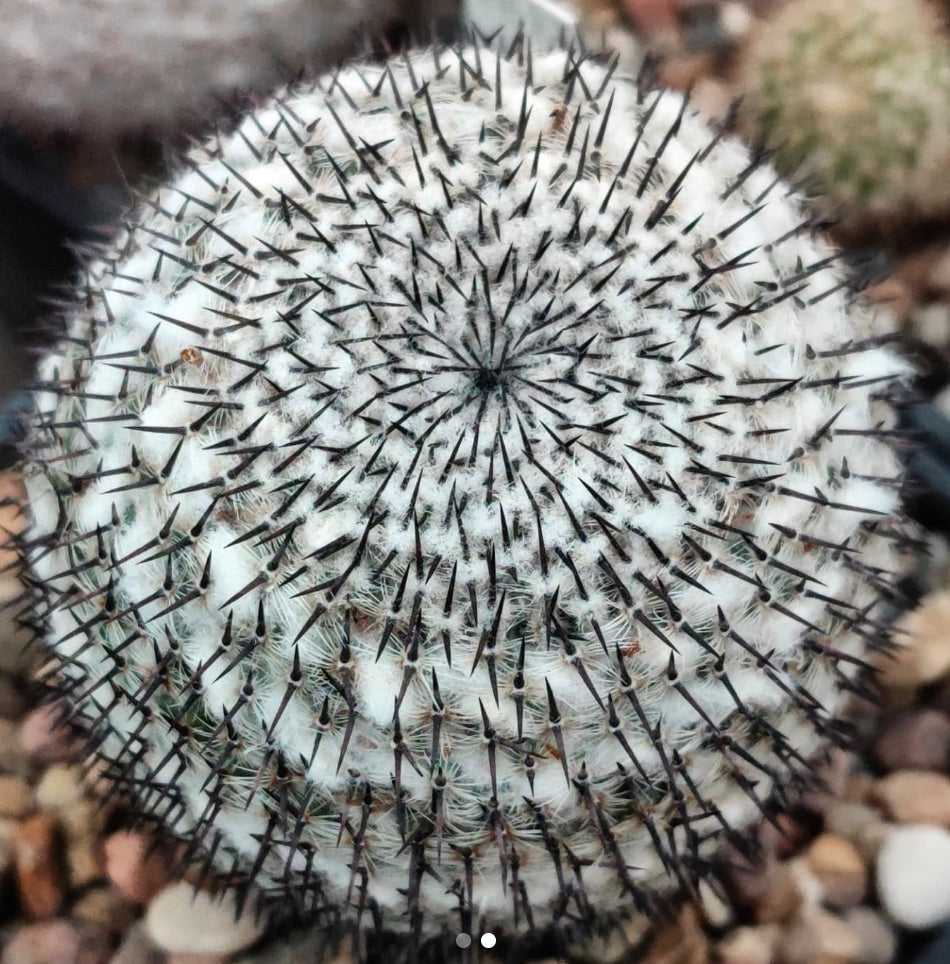 Mammillaria albata white woolly cactus with dense black spines and rounded shape