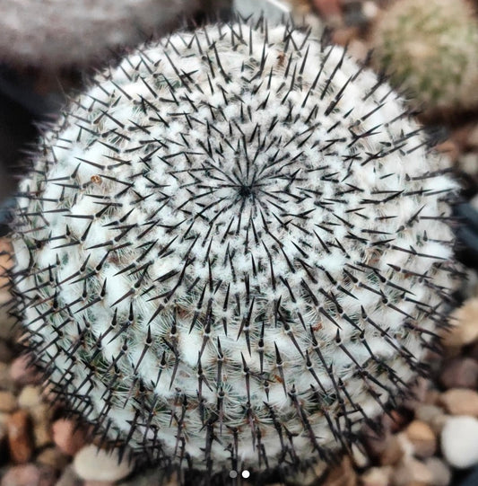 Mammillaria albata white woolly cactus with dense black spines and rounded shape
