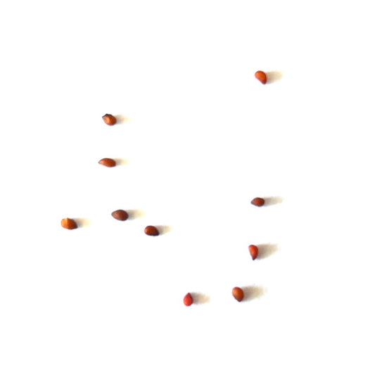 Mammillaria albata seeds scattered on white background for cactus propagation