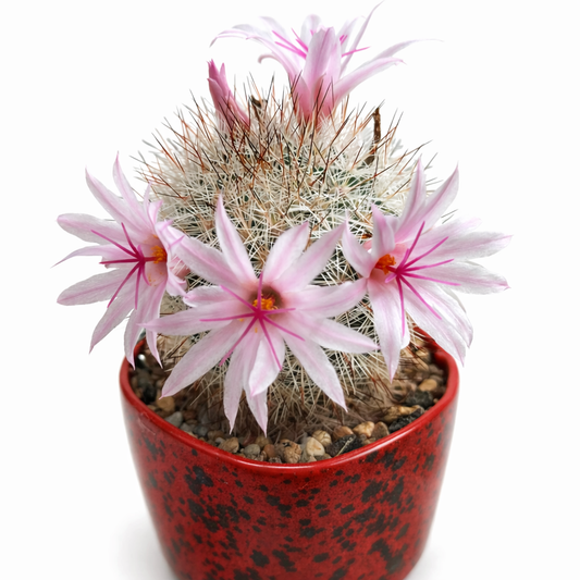 Mammillaria albicans LAU1374 SEEDS