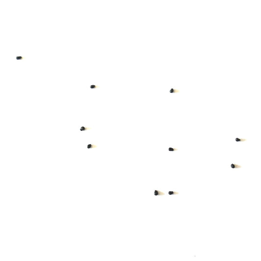 Mammillaria albicans cactus seeds scattered on white background