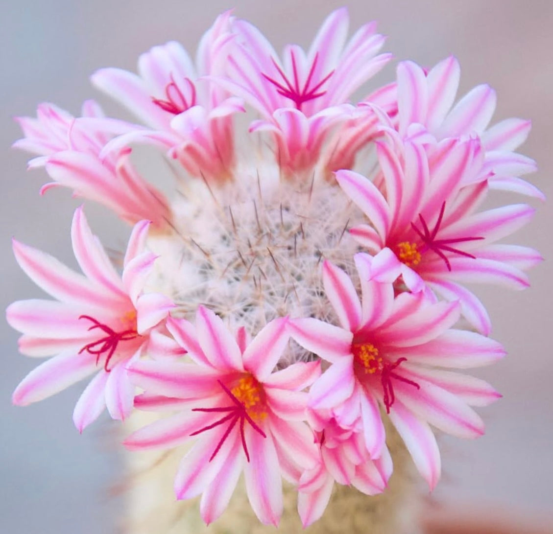 Mammillaria albicans cactus with white fuzzy spines and delicate pink-striped flowers blooming
