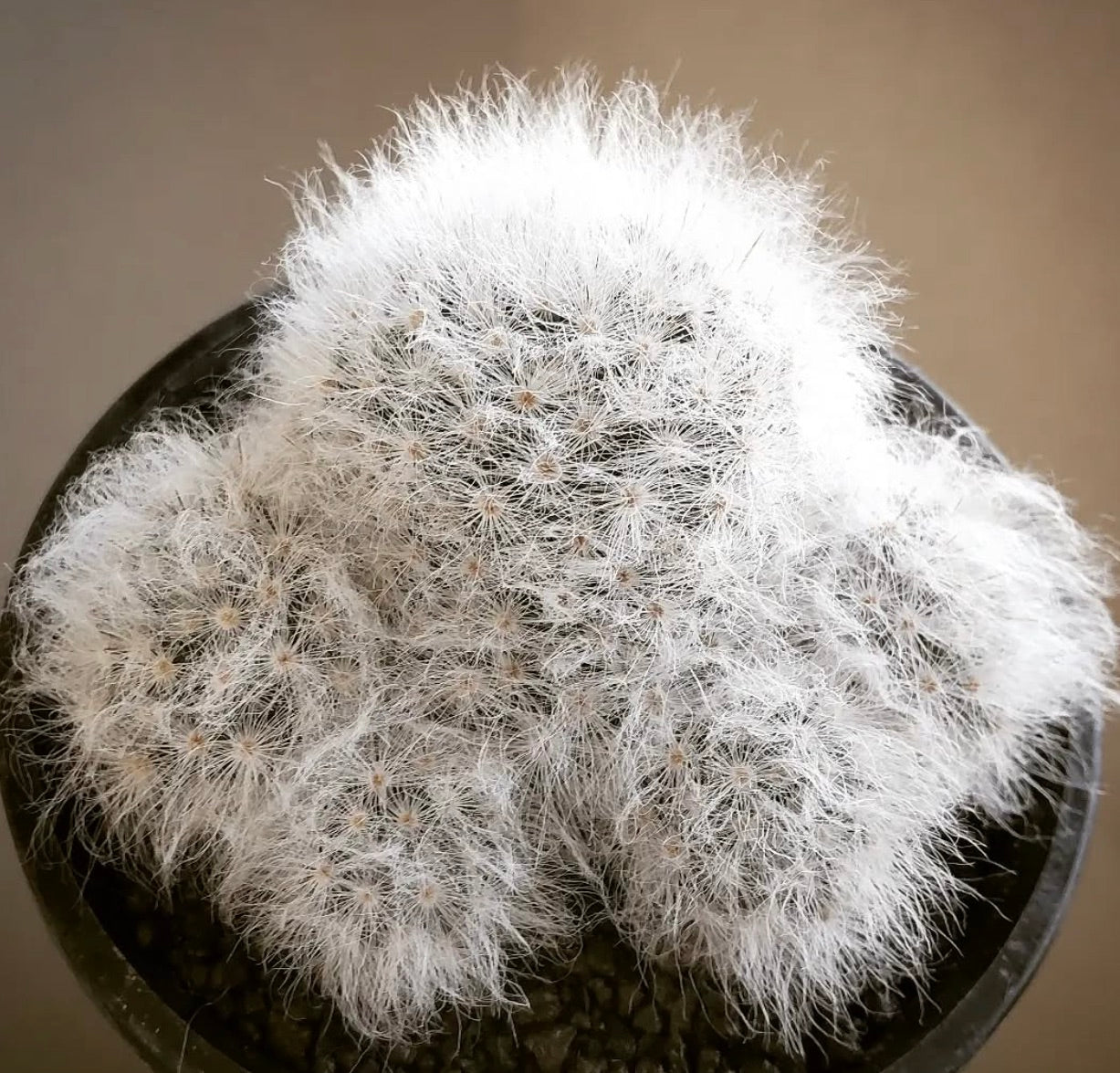 Mammillaria albicoma white hairy cactus with dense soft spines in black pot