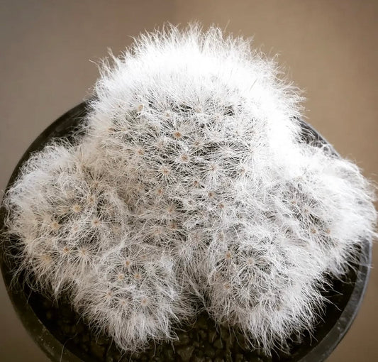 Mammillaria albicoma white hairy cactus with dense soft spines in black pot