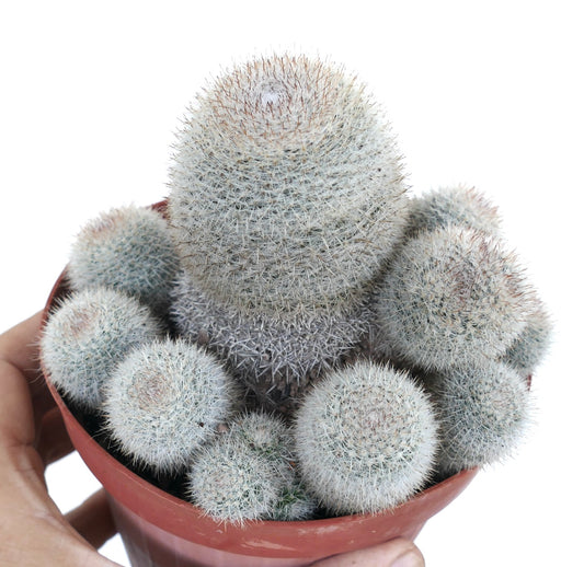 Mammillaria albilanata old cluster in a pot, showing tall central stem surrounded by multiple smaller offsets, all covered in dense white spines.