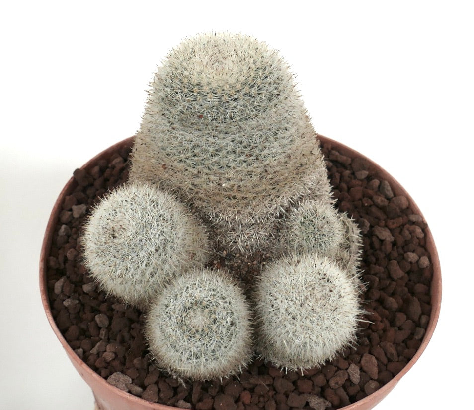 Mammillaria albilanata cluster met dichte witte stekels en ronde vlezige stengels in pot