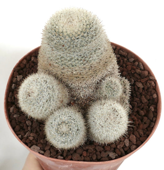 Mammillaria albilanata-pakket met dichte witte stekels en afgeronde cactusstengels in pot