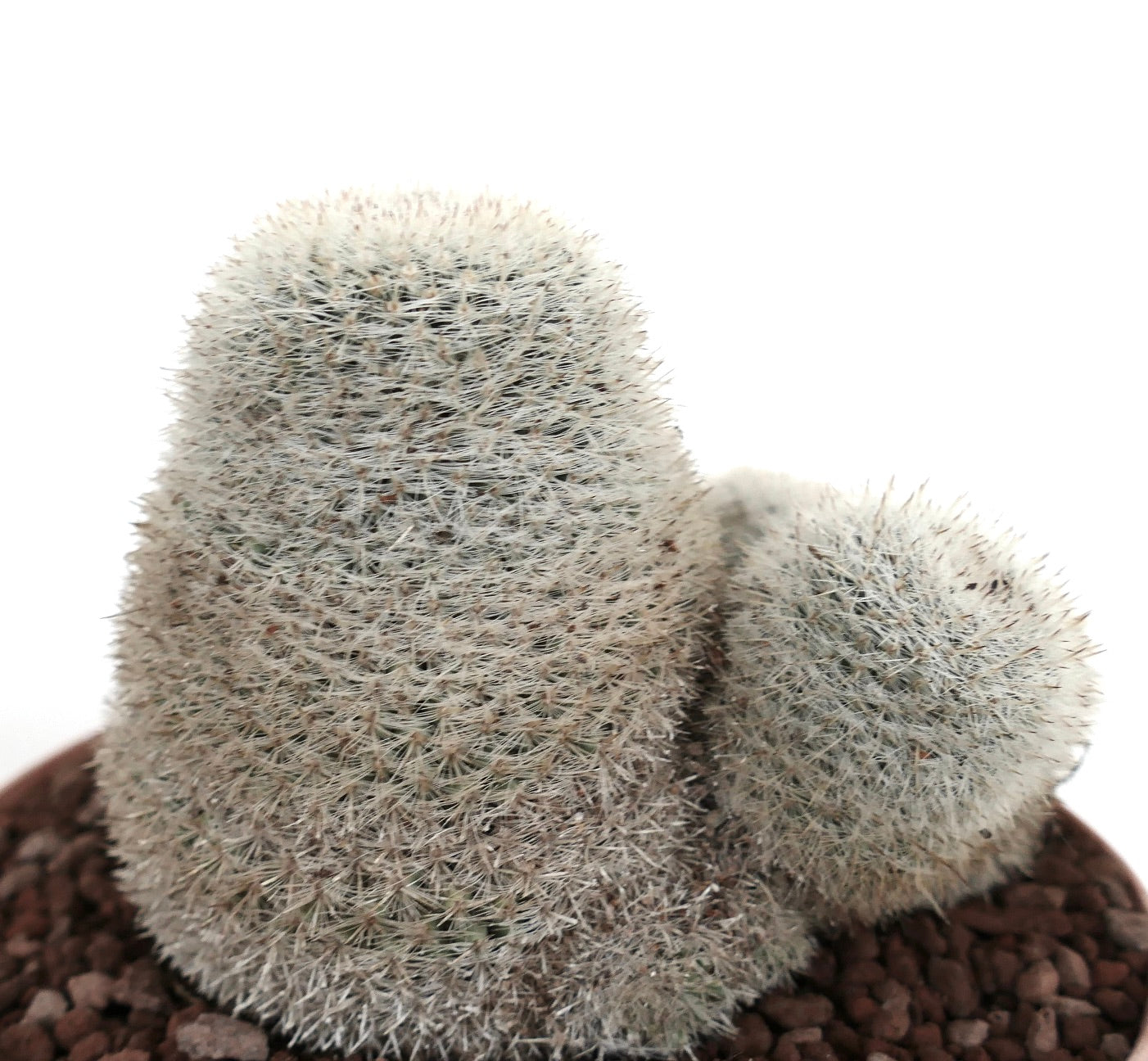 Dichte witte stekelige succulent cactuscluster Mammillaria albilanata in pot