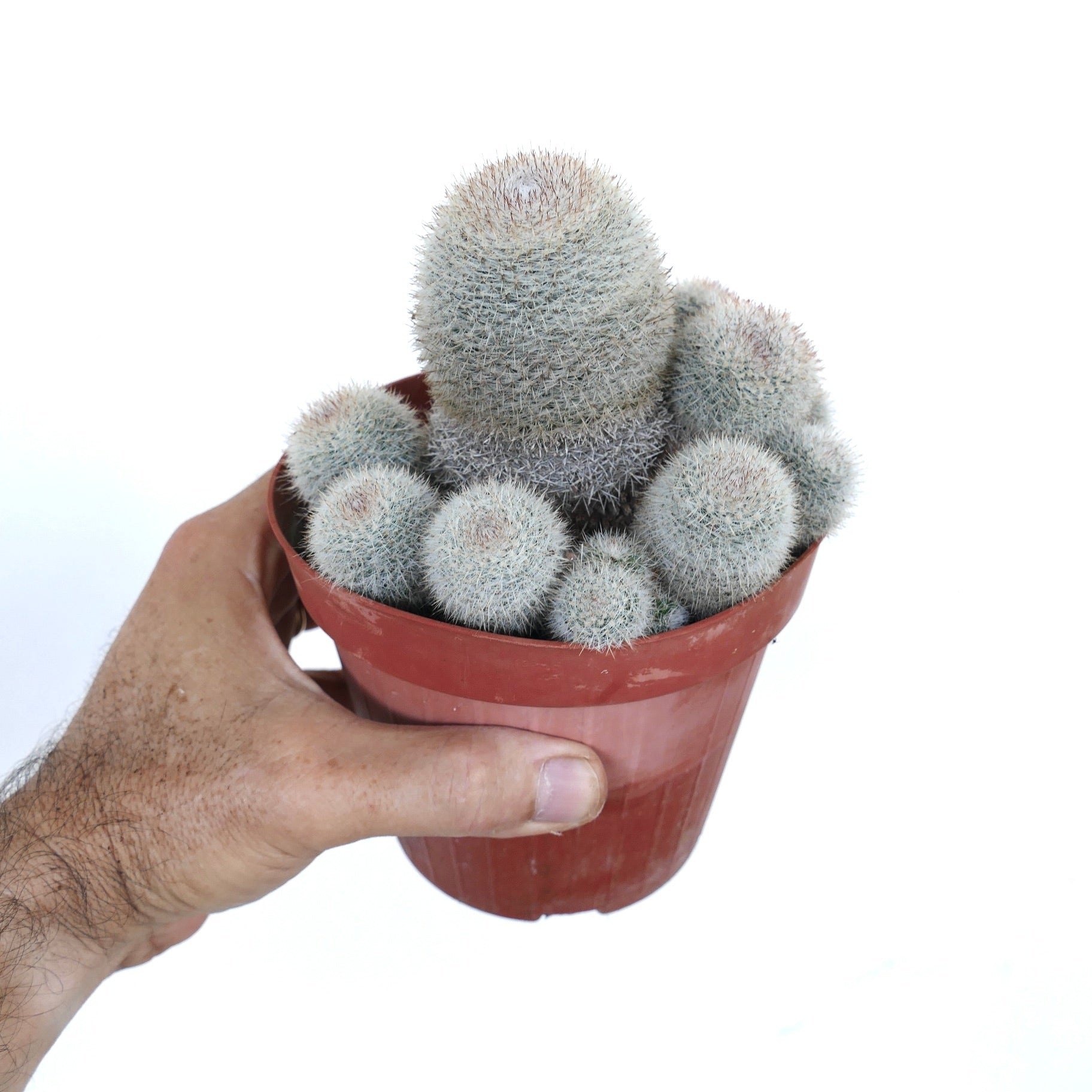 円筒形の白い棘を持つ茎が密集して成長している、マミラリア・アルビラナタの古い群生の側面図。