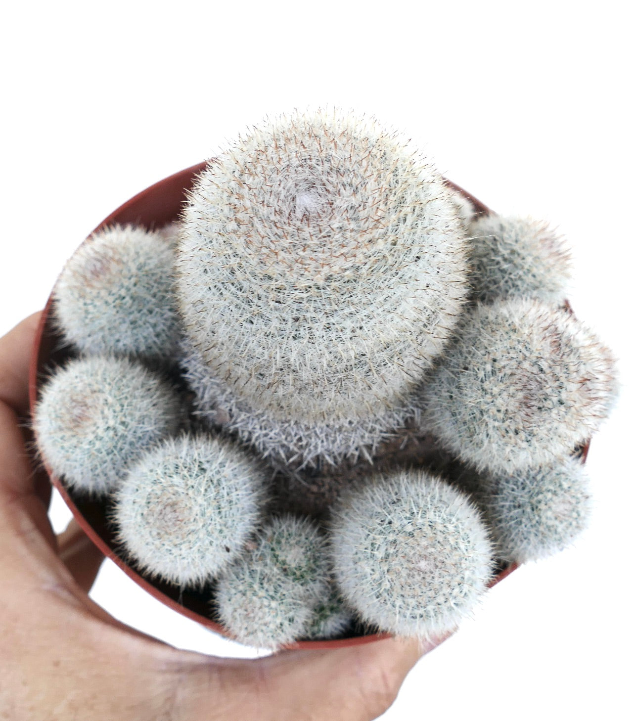 マミラリア・アルビラナタの群生を上から見た画像で、細かい白い棘が放射状に配置された球状の頭部が際立っています。