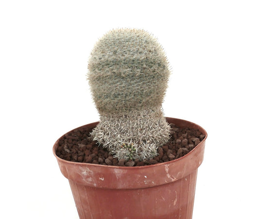 Mammillaria albilanata zeldzame cactus met dichte witte stekels en afgeronde enkele kopvorm