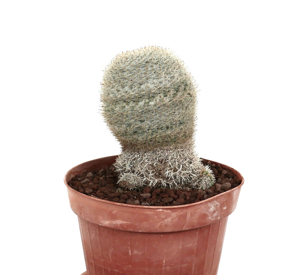 Mammillaria albilanata cactus met basale takken en dichte witte stekels in pot