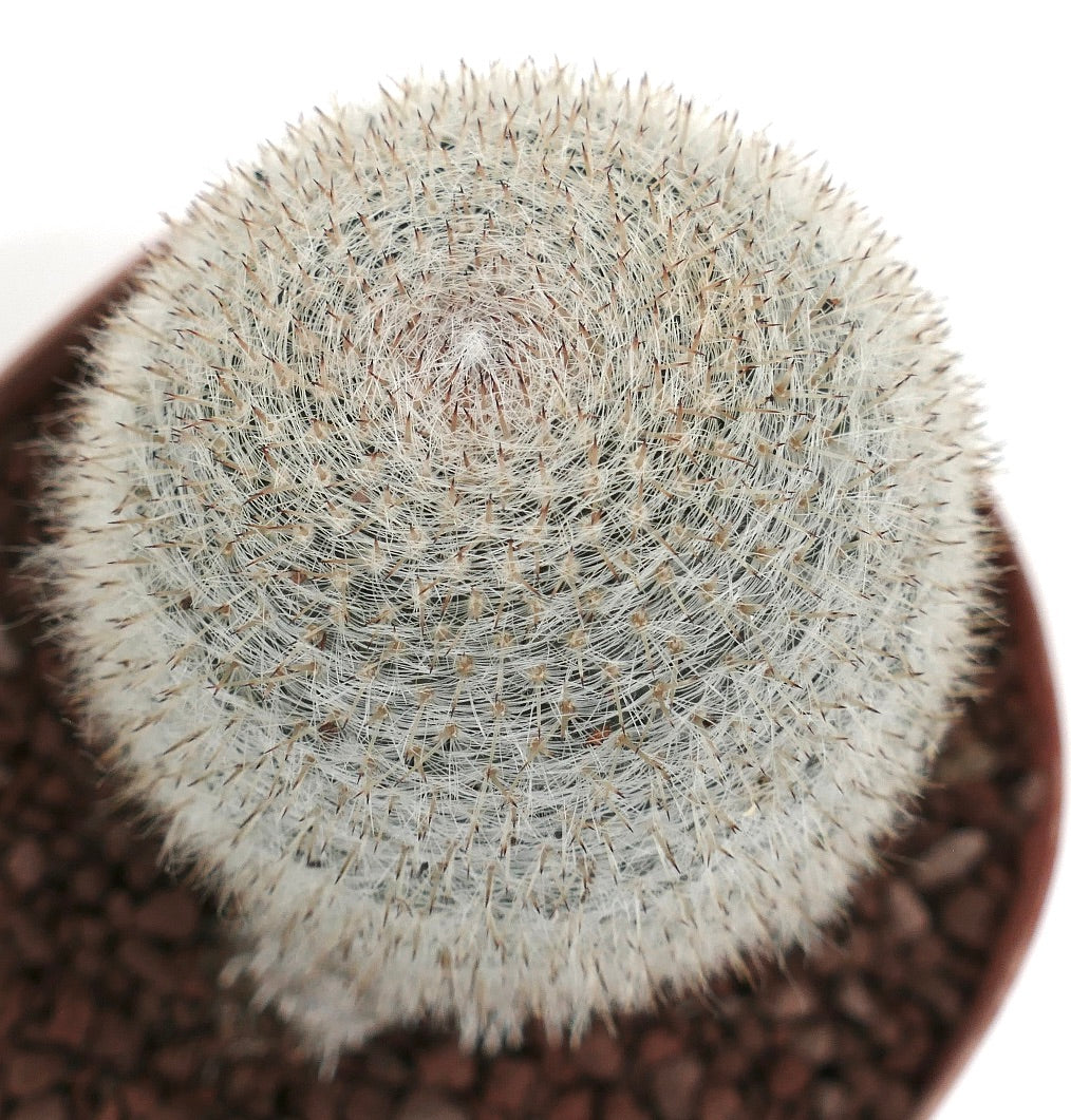 Mammillaria albilanata dicht witte stekels vetplant cactus met basale takken in pot