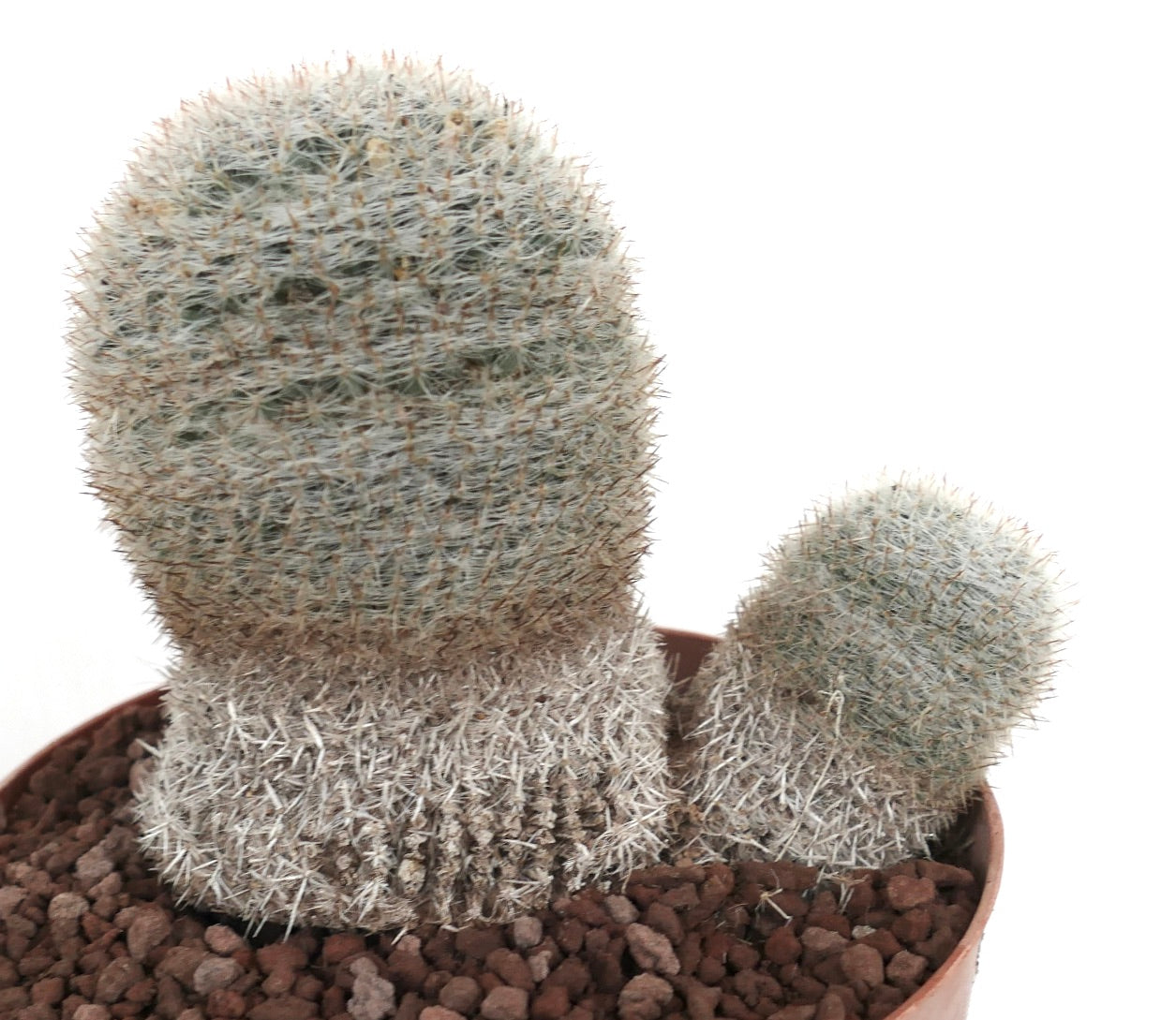 Mammillaria albilanata vetplant cactus met dichte witte stekels en twee samengeklonterde koppen in pot