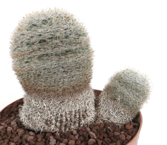 Mammillaria albilanata vetplant cactus met dichte witte stekels en twee samengeklonterde koppen in pot