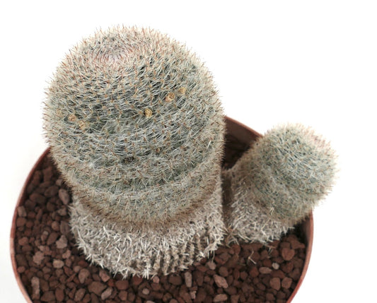 Mammillaria albilanata compacte cactus met dichte witte stekels en twee koppen in pot