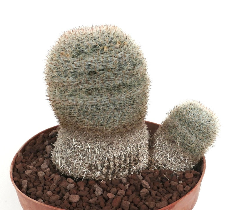 Mammillaria albilanata zeldzame cactus met dichte witte stekels en twee afgeronde hoofden in pot