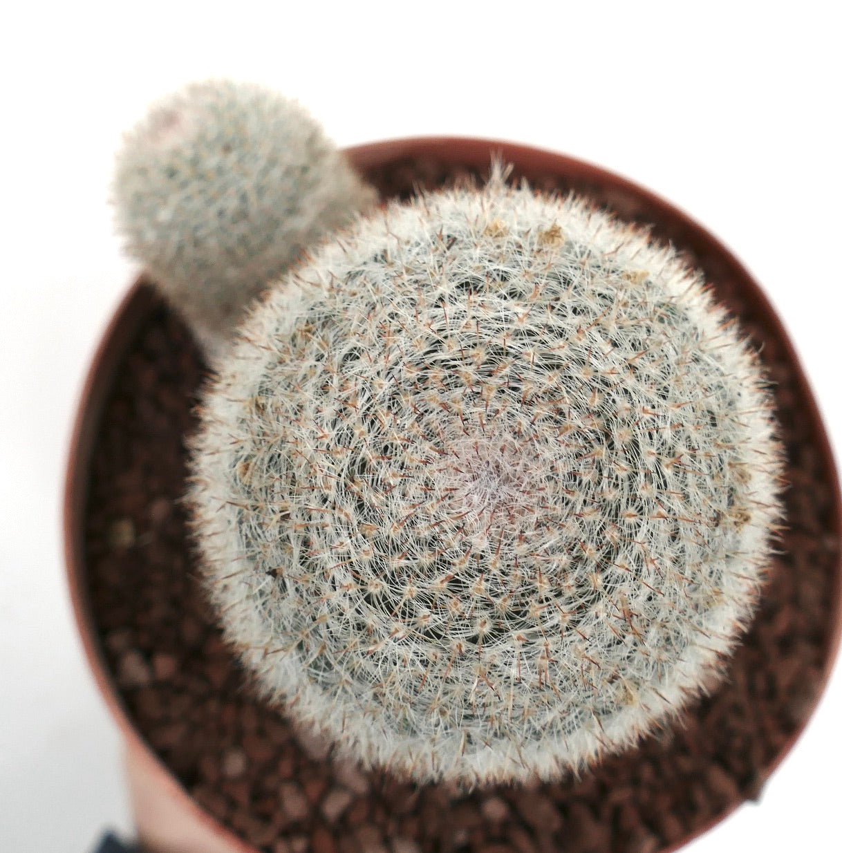 Mammillaria albilanata kleine ronde cactus met dichte witte stekels en twee koppen in pot