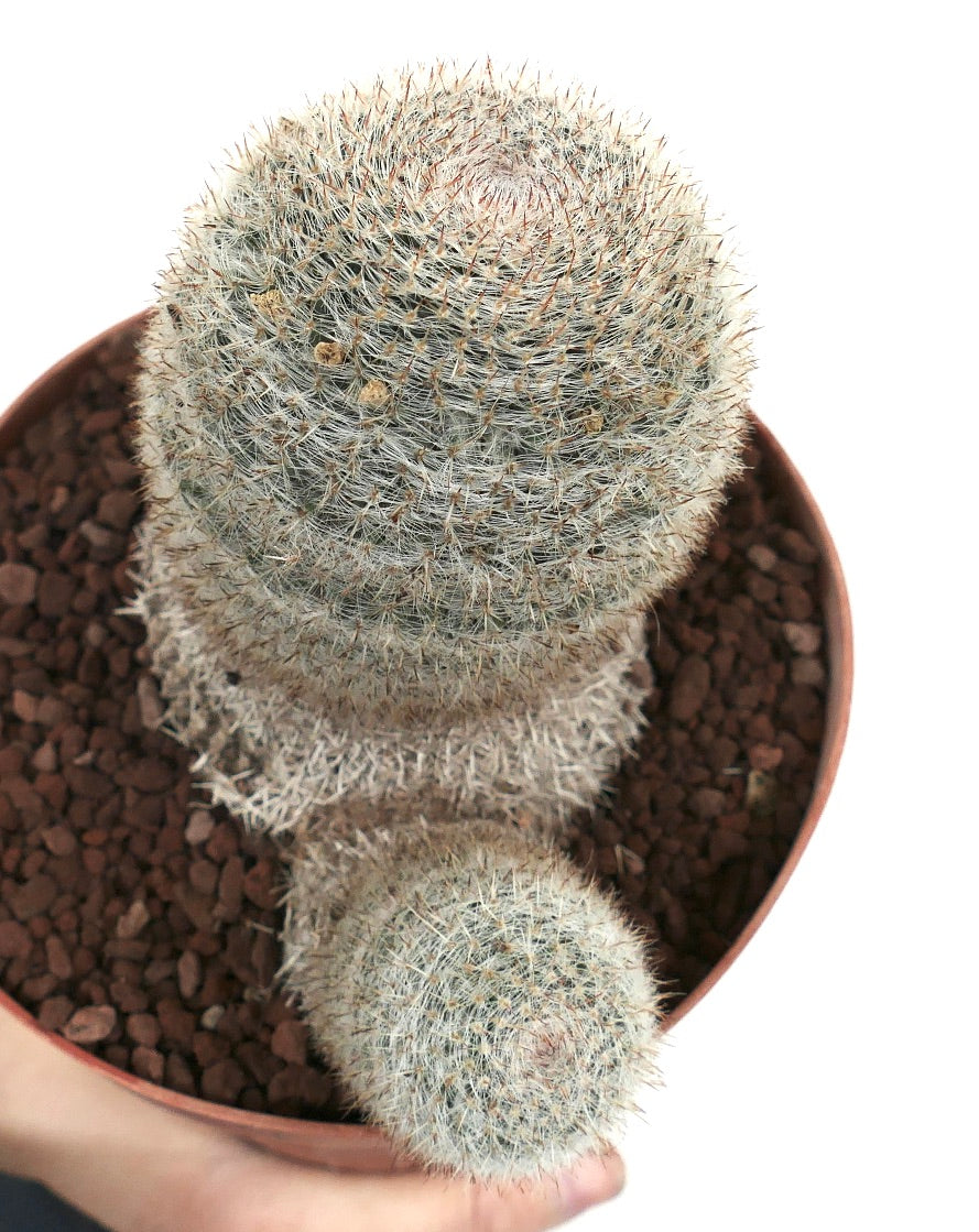 Mammillaria albilanata zeldzame cactus met dichte witte stekels en meerdere koppen in pot
