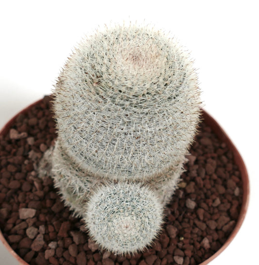 Mammillaria albilanata vetplant cactus met dichte witte stekels en zijtak in pot