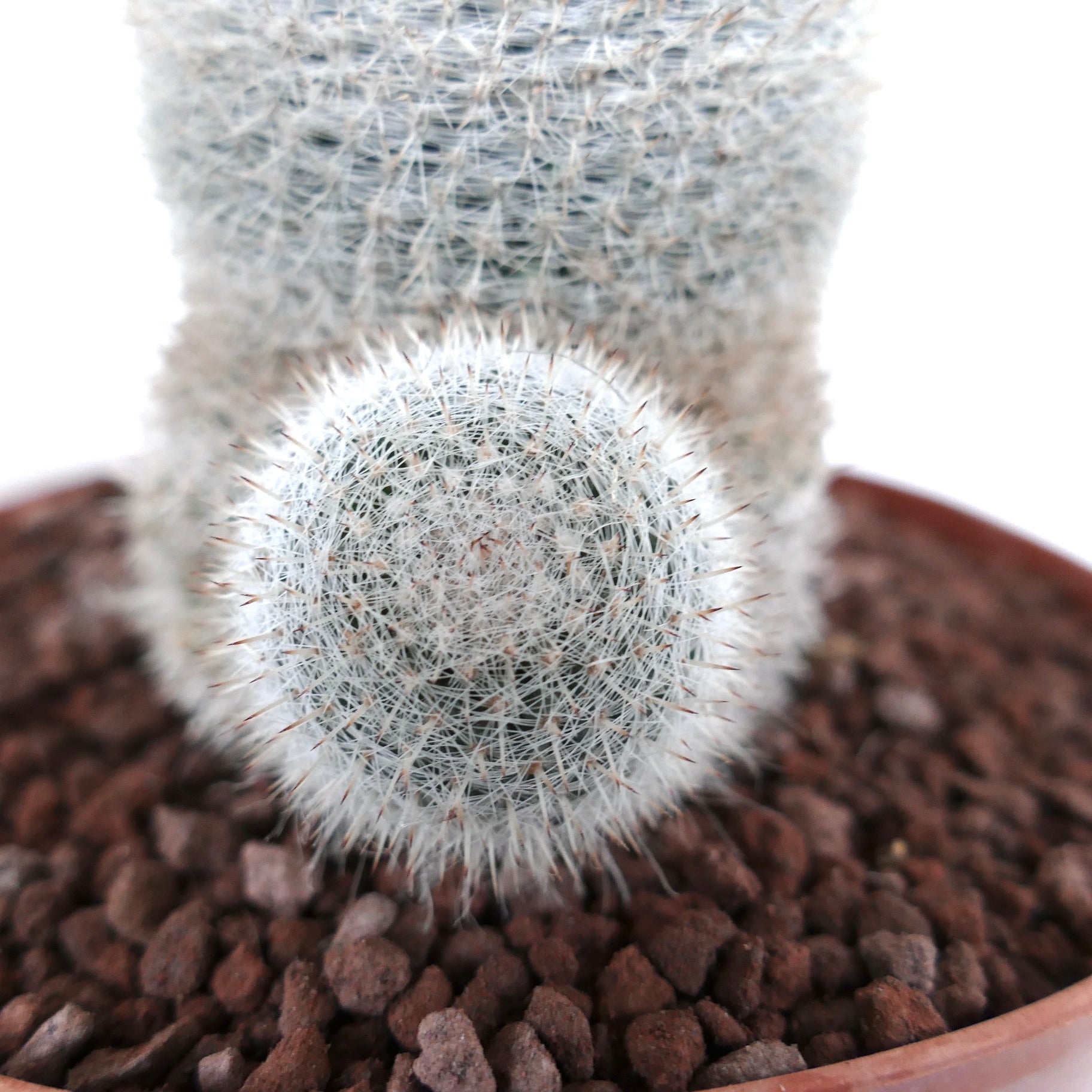 Mammillaria albilanata kleine ronde cactus met dichte witte stekels en zijdelingse tak in pot
