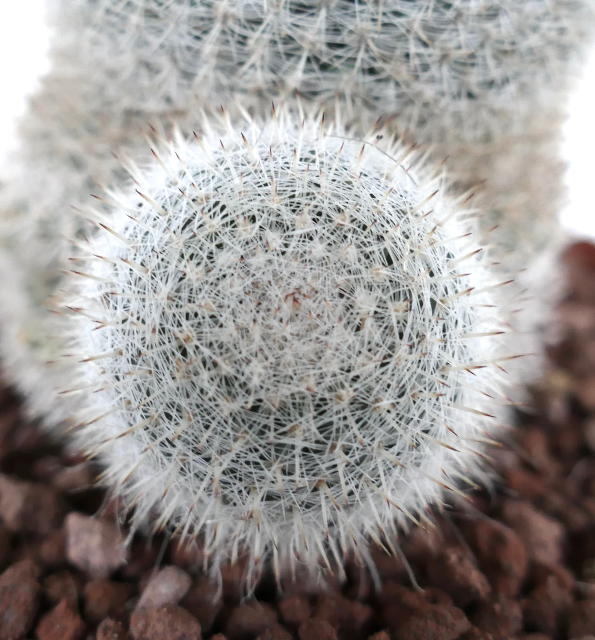Mammillaria albilanata kleine ronde cactus met dichte witte stekels en bruine punten op rotsachtige bodem