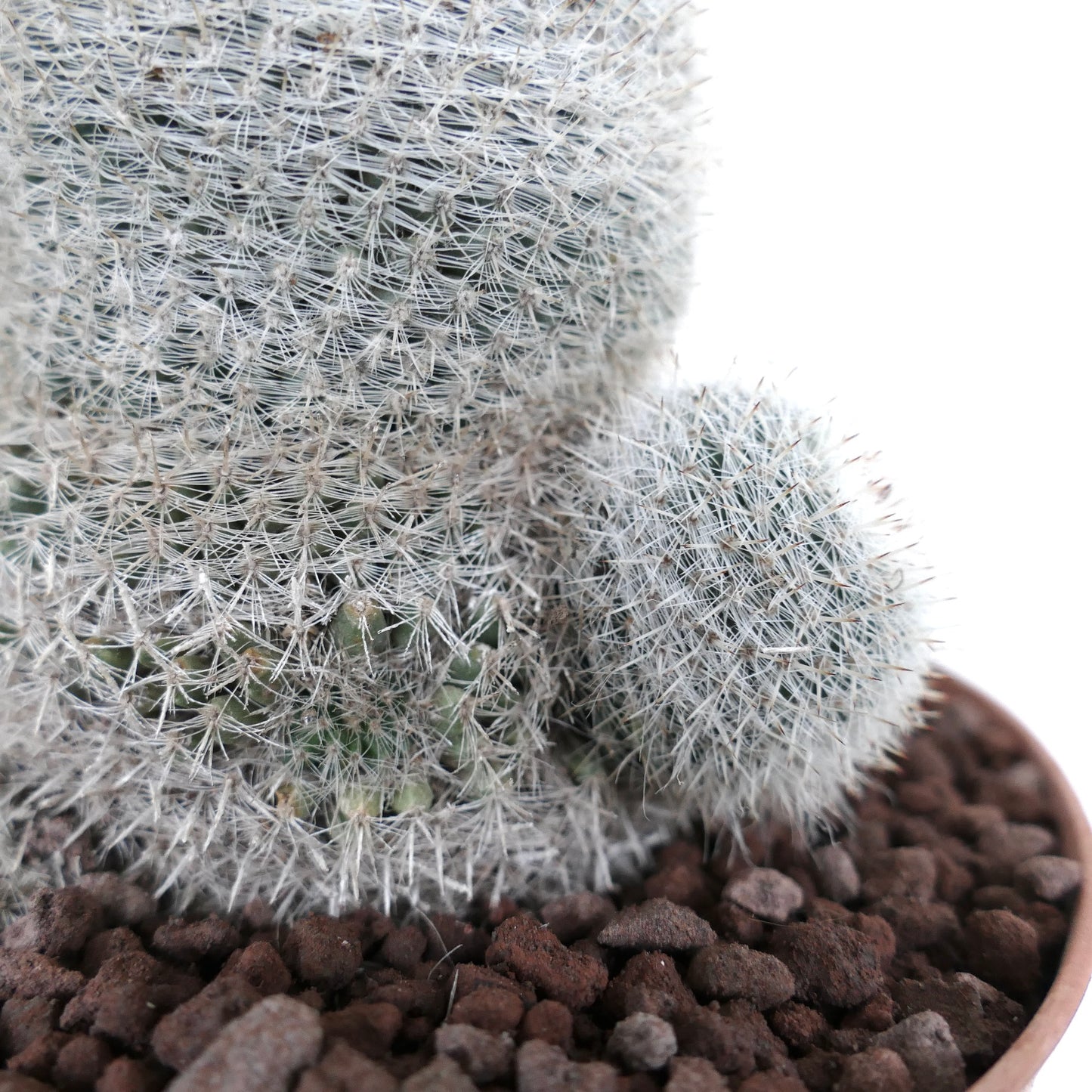 Mammillaria albilanata dichtbehaarde witte stekels vetplant cactus met zijtak in pot