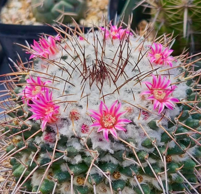 Mammillaria amajacensis cactus with dense white wool and vibrant pink flowers blooming