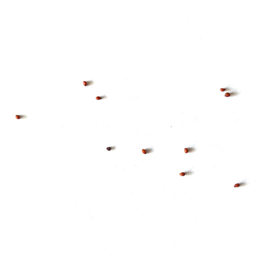 Semillas pequeñas de cactus rojo rojizo Mammillaria apozolensis sobre fondo blanco