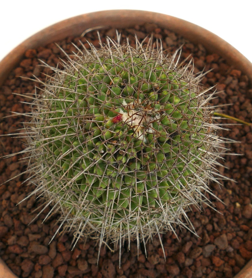 Mammillaria apozolensis v. saltensis (ex Reppenhagen)