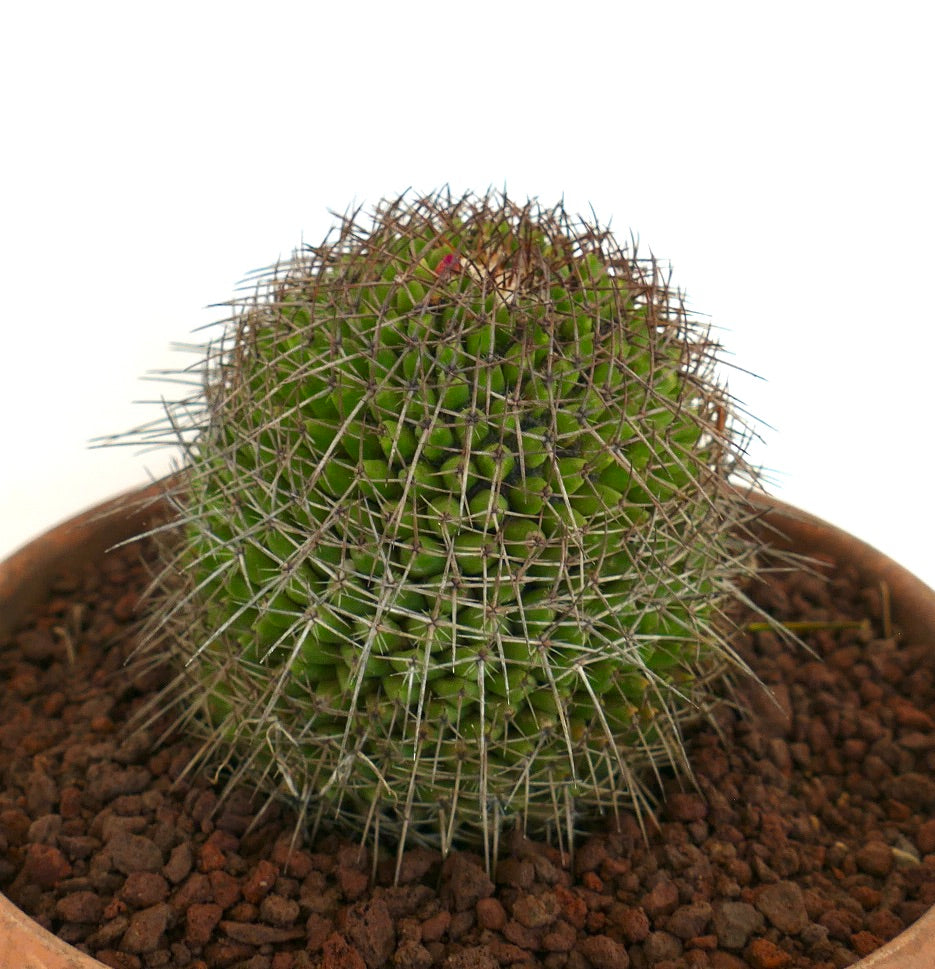 Mammillaria apozolensis v. saltensis (ex Reppenhagen)