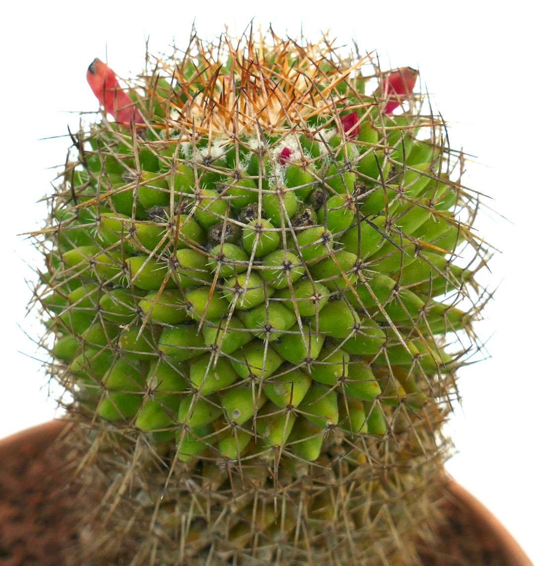 Mammillaria apozolensis v. saltensis (ex Reppenhagen)