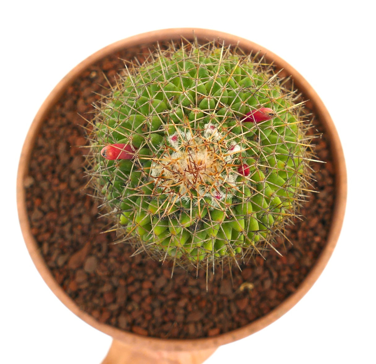 Mammillaria apozolensis v. saltensis (ex Reppenhagen)