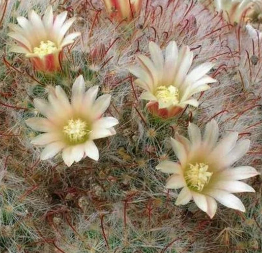 Mammillaria aurihamata cactus with delicate white flowers and fine reddish spines