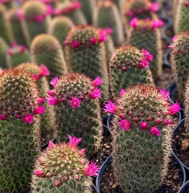 Mammillaria backebergiana SEEDS