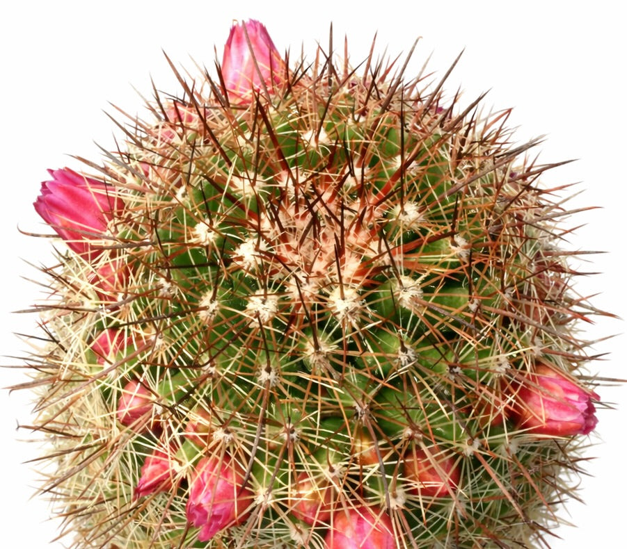Mammillaria bambusiphila var parva cactus avec des boutons floraux roses et des épines denses
