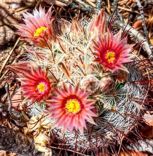 Mammillaria barbata SEEDS