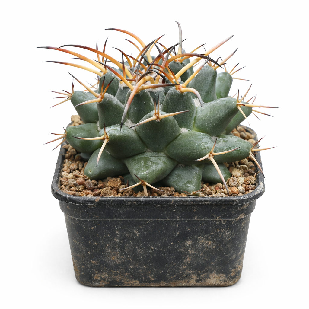 Cactus succulent Mammillaria boelderliana avec tubercules verts épais et longues épines orange dans un pot noir
