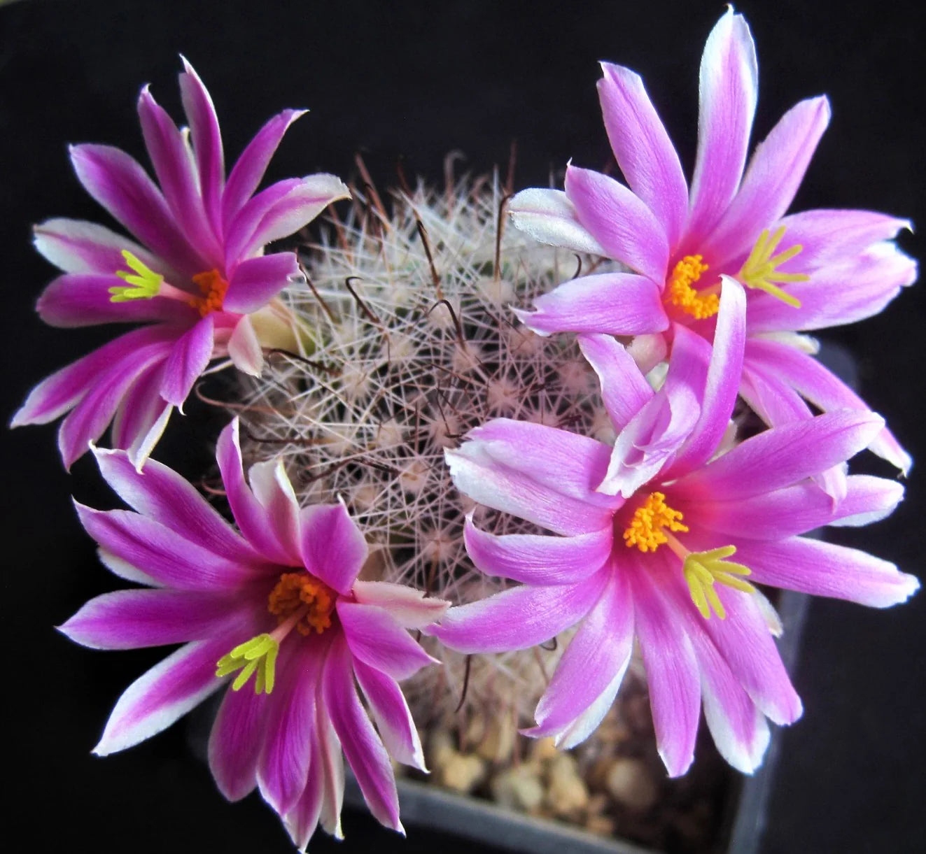 Mammillaria boolii kleine cactus met roze en witte bloemen en fijne witte stekels