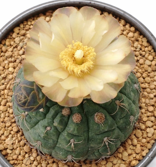 ジムノカリキウム・ウーベルマニアヌム R141 種子