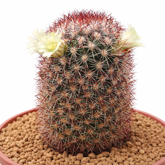 ต้นกระบองเพชรมัมมิลาเรีย บักส์บอเมเรียนาที่มีหนามสีแดงหนาแน่นและดอกไม้เล็ก ๆ สีเหลืองอ่อนในกระถาง