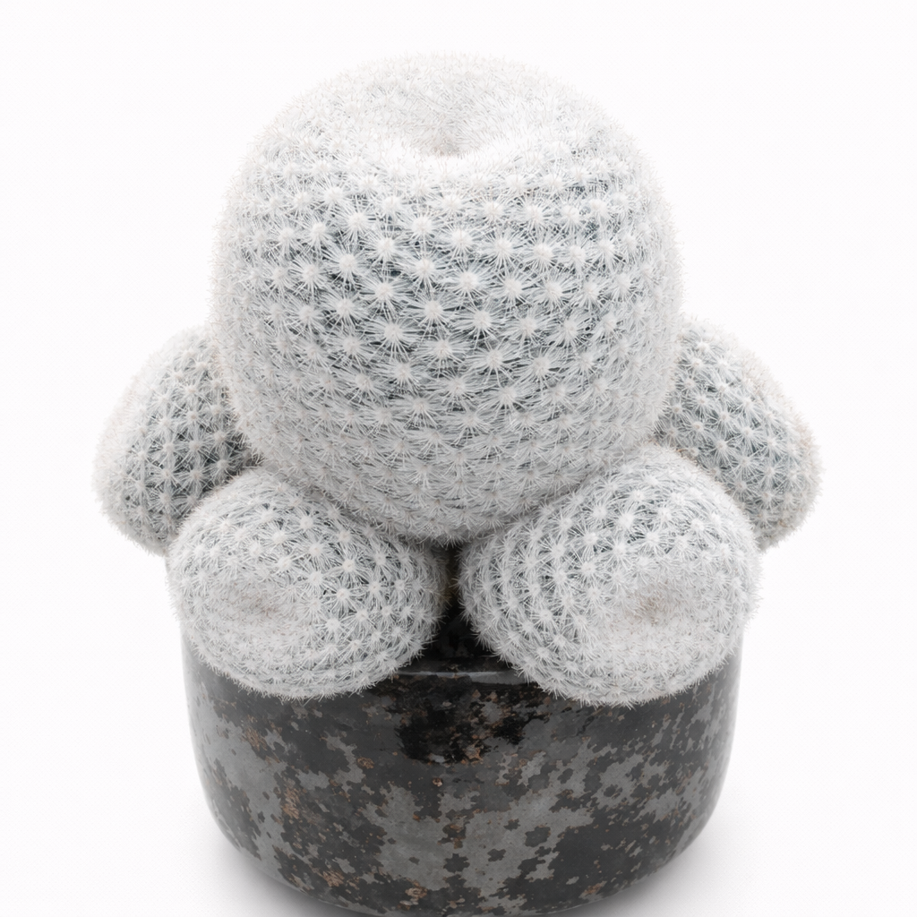 Mammillaria candida white clustered cactus with dense spines in black pot succulent specimen